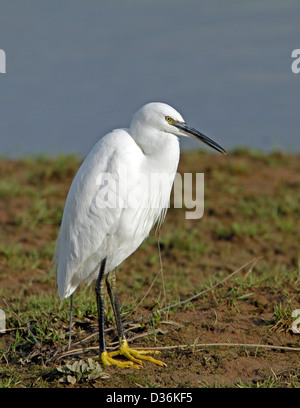 Aigrette garzette (Egretta garrzetta) Banque D'Images