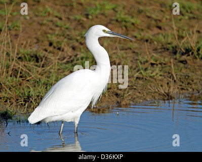 Aigrette garzette (Egretta garrzetta) Banque D'Images