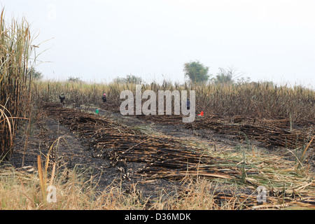 La canne à sucre récoltée dans la province de Nakorn Ratchasima, Thaïlande, prêt pour la collecte pour le transport d'une usine. Banque D'Images