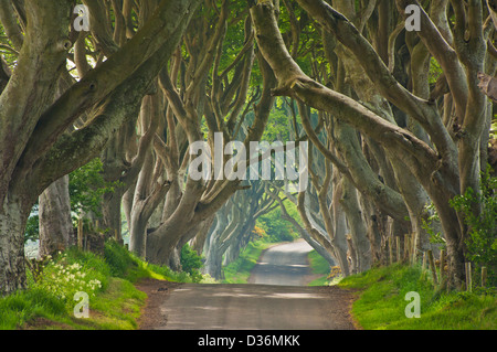 Route bordée de hêtres connu sous le nom de Dark Hedges près de Stanocum le comté d'Antrim en Irlande du Nord UK GB EU Europe Banque D'Images