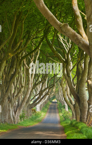 Route bordée de hêtre ou de haies sombres un emplacement utilisé dans le jeu de Thrones Stanocum Ballymoney County Antrim Irlande du Nord Royaume-Uni GB Europe Banque D'Images