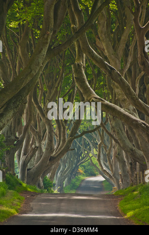 Route bordée de hêtres connu sous le nom de Dark Hedges près de Stanocum le comté d'Antrim en Irlande du Nord UK GB EU Europe Banque D'Images