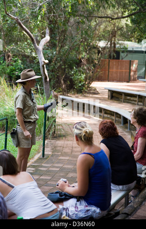 Spectacle d'oiseaux de proie à l'Envol, Territoire Wildlife Park, Berry Springs, Territoire du Nord, Australie Banque D'Images