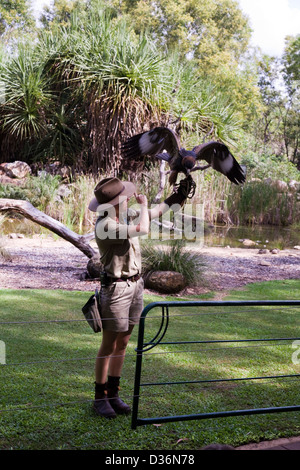 Spectacle d'oiseaux de proie à l'Envol, Territoire Wildlife Park, Berry Springs, Territoire du Nord, Australie Banque D'Images