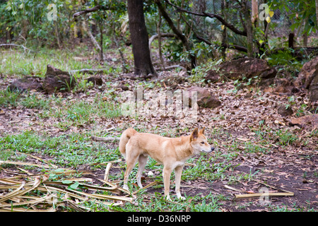 Dingo, Territoire Wildlife Park, Berry Springs (près de Darwin, Territoire du Nord, Australie. Banque D'Images