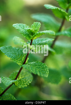 Close up of Mentha piperita Banque D'Images