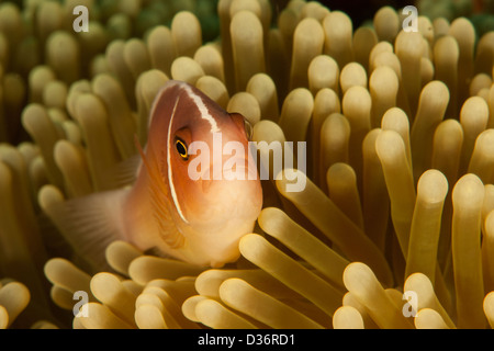 Poisson Clown (Amphiprion perideraion rose) avec un pic de son anemone sur un récif de coraux tropicaux à Bali, Indonésie. Banque D'Images