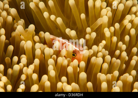 Poisson Clown (Amphiprion perideraion rose) avec un pic de son anemone sur un récif de coraux tropicaux à Bali, Indonésie. Banque D'Images