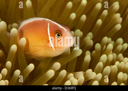 Poisson Clown (Amphiprion perideraion rose) avec un pic de son anemone sur un récif de coraux tropicaux à Bali, Indonésie. Banque D'Images