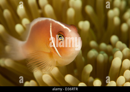 Poisson Clown (Amphiprion perideraion rose) avec un pic de son anemone sur un récif de coraux tropicaux à Bali, Indonésie. Banque D'Images