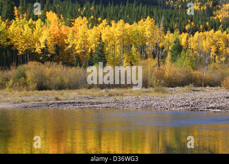 Aspen Colorado arbres à l'automne. Banque D'Images