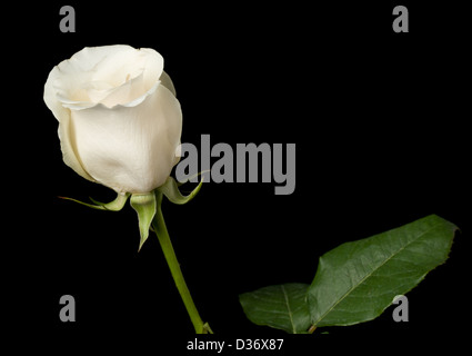 White Rose unique tourné sur un fond noir Banque D'Images