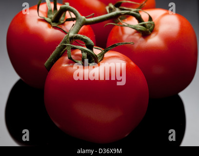 Portrait de quatre tomates rouges encore attaché à la vigne. Banque D'Images