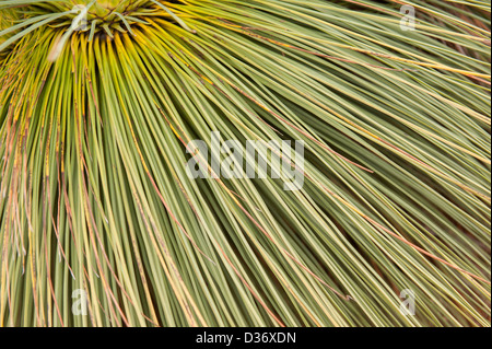 Près d'un arbre herbe australienne Banque D'Images