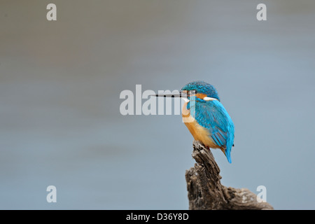 Kingfisher commun perché près d'un lac dans le parc national de Ranthambhore, Inde Banque D'Images