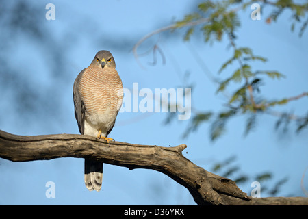 Shikra (Accipiter badius) sur une branche à Ranthambhore Banque D'Images