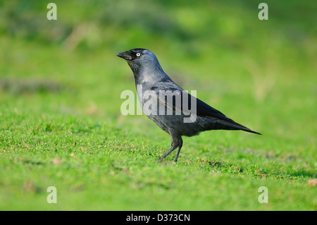 Un choucas sur l'herbe Banque D'Images