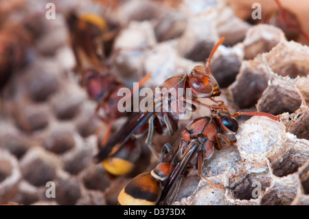 Nid de frelons, Vespa crabro Banque D'Images