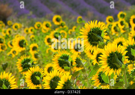 Lavendel und Sonnenblumen - lavande et tournesols 07 Banque D'Images