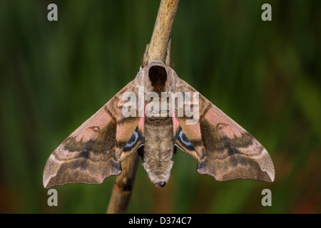 Abendpfauenauge Eyed Hawk Moth Banque D'Images