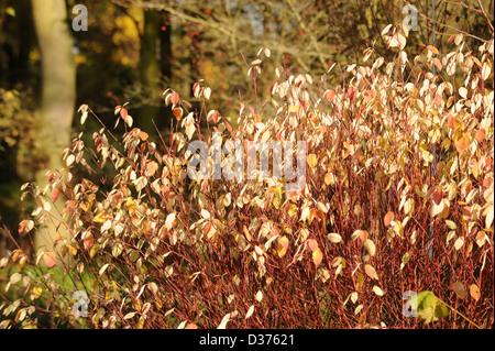 Couleurs d'automne dans un décor boisé UK Banque D'Images