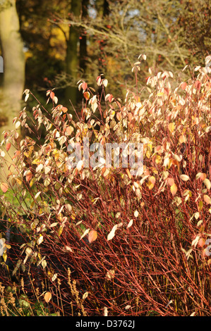 Couleurs d'automne dans un décor boisé UK Banque D'Images