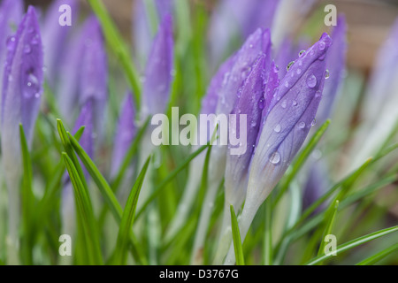 Crocus fermé entre les averses sur une première journée de printemps couvert de gouttes d'eau de la neige fondue Banque D'Images