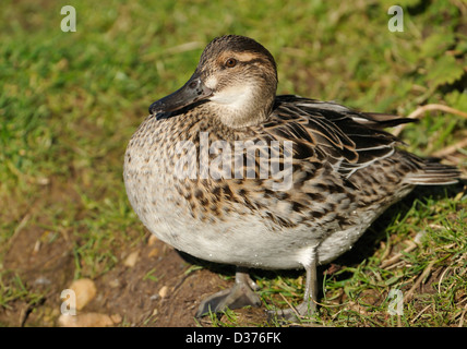 Canard Sarcelle d'été - Anas querquedula femme sur l'herbe Banque D'Images