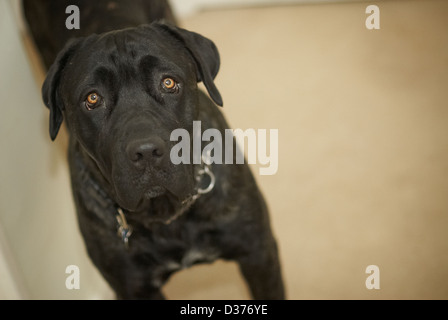 Un chien de Mastiff, Cane Corso Banque D'Images