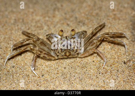 Le crabe fantôme Ocypode sp. Banque D'Images