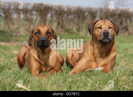 Chien Rhodesian Ridgeback / African Lion Hound deux adultes couchée dans un pré Banque D'Images