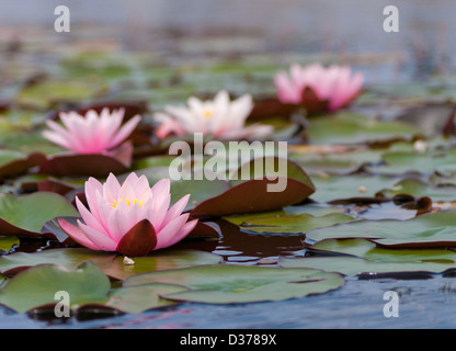 Nénuphars roses sur un étang Banque D'Images