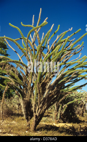 Arbre pieuvre Didierea madagascariensis sec dans la Forêt épineuse du sud de Madagascar Banque D'Images