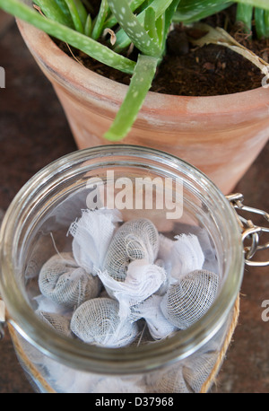 Sachets de thé infusé dans un bocal en verre avec une plante d'Aloe Vera en pot au bar du Six Senses Zighy Bay, Oman Banque D'Images