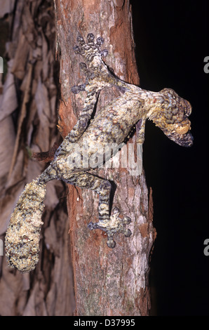 Mantis Phyllocrania illudens, un schéma foliaire qui se déguise en une feuille brune de Madagascar Banque D'Images