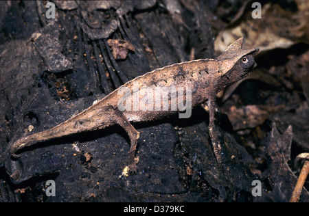 Corne feuille ou Horned-feuille Chameleon, alias Brown Leaf Chameleon ou Stump-queue Chameleon, Brookesia superciliaris, endémique à l'est de Madagascar Banque D'Images