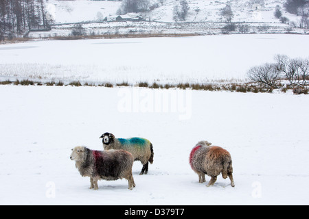 Moutons Herdwick dans Little Langdale, Lake District, UK, avec un frozen Blea Tarn derrière. Banque D'Images