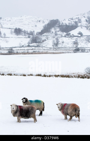 Moutons Herdwick dans Little Langdale, Lake District, UK, avec un frozen Blea Tarn derrière. Banque D'Images