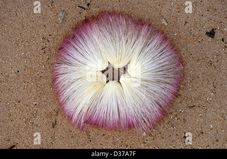 Arrangement d'art terrestre ou modèle circulaire de fleurs de pompons roses-blanches de l'arbre de poudre-Puff aka Fish Poison Tree, Pulat, arbre de poison de mer, arbre de tueur de poisson, Barringtonia asiatique ou Barringtonia de plage. Barringtonia butonica, Barringtonia asiatica, Barringtonia racemosa. Sur la plage Madagascar Banque D'Images