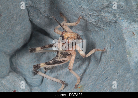 Locust bébé produites comme aliments pour animaux familiers pour reptiles etc. Banque D'Images