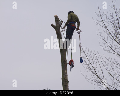 L'homme dans un arbre à l'aide d'une tronçonneuse pour le couper vers le bas. Banque D'Images