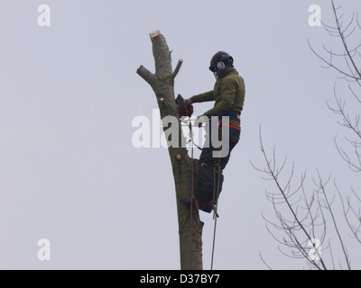 L'homme dans un arbre à l'aide d'une tronçonneuse pour le couper vers le bas. Banque D'Images