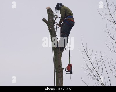 L'homme dans un arbre à l'aide d'une tronçonneuse pour le couper vers le bas. Banque D'Images