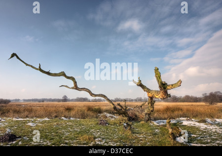 Arbre de chêne mort dans un champ en hiver Banque D'Images