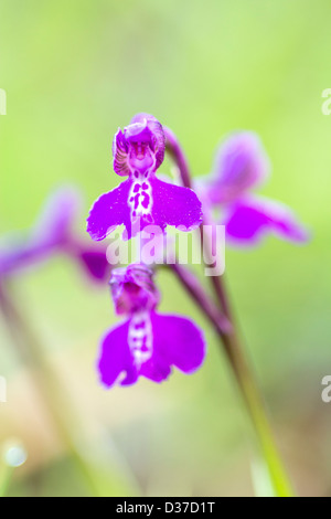 Orchid veiné vert prairie d'été en anglais Banque D'Images