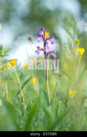 Orchid veiné vert prairie d'été en anglais Banque D'Images