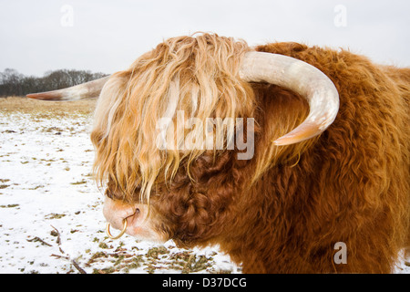Highland taureau, avec un anneau dans le nez dans un champ neigeux Banque D'Images