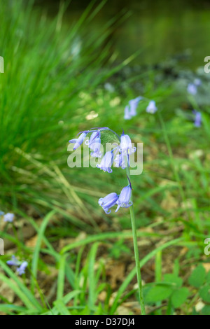 Bluebell solitaire Forêt de Dean Gloucestershire Banque D'Images