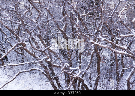 Chêne Scrub couverte de neige fraîche. Banque D'Images