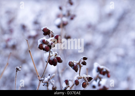 Chêne Scrub couverte de neige fraîche. Banque D'Images